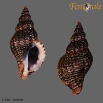 Image of Ocinebrina gracillima (Graceful rocksnail)