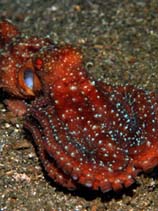 Image of Callistoctopus luteus (Small-spot octopus)