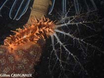 Image of Ocnus planci 
