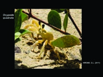 Image of Ocypode quadrata (Atlantic ghost crab)