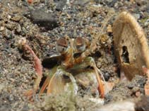 Image of Odontodactylus brevirostris 