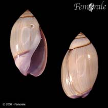 Image of Olivella biplicata (Purple dwarf olive)