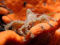 Image of Oncinopus neptunus 