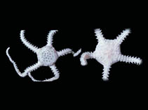 Image of Ophiolebella biscutifera 