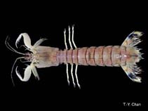 Image of Oratosquilla fabricii 