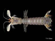 Image of Oratosquillina inornata 