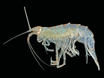 Image of Oradarea megalops 