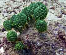 Image of Nephtheis fascicularis (Lollipop tunicate)