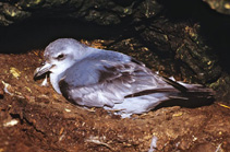 Image of Pachyptila crassirostris (Fulmar prion)