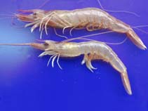 Image of Parapenaeus longirostris (Deep-water rose shrimp)