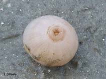 Image of Paranthus rapiformis (Sea onion)