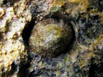 Image of Patella rustica (Rustic limpet)