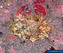 Image of Patelloida striata (Striate limpet)