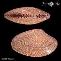 Image of Paratapes textile (Textile venus)