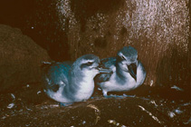 Image of Pachyptila vittata (Broad-billed prion)