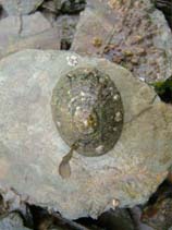 Image of Patella vulgata (Common limpet)