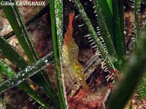 Image of Palaemon xiphias (Posidonia prawn)