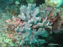 Image of Pectinia alcicornis (Antler coral)