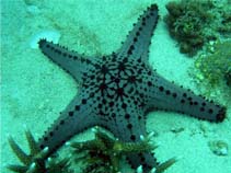 Image of Pentaceraster alveolatus (Cushion sea star)
