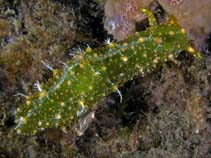 Image of Petalifera ramosa (Ramose sea hare)