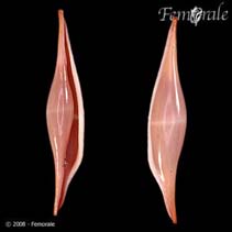 Image of Phenacovolva birostris (Double-snouted volva)