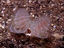 Image of Phoronopsis californica (California phoronid)