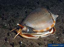 Image of Phalium glaucum (Grey bonnet)