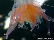 Image of Physophora hydrostatica 