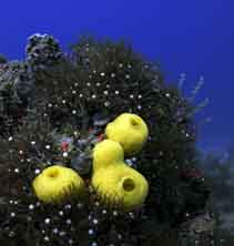 Image of Phallusia julinea 