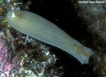 Image of Phanerophthalmus olivaceus 