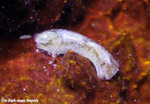 Image of Phanerophthalmus perpallidus 
