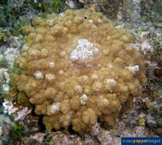 Image of Phyllodiscus semoni 