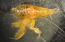Image of Phrosina semilunata 