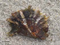 Image of Pinctada imbricata (Atlantic pearl-oyster)