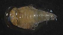 Image of Platyscelus armatus 