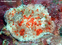 Image of Platydoris cinereobranchiata 
