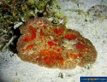 Image of Platydoris cruenta (Red-splashed platydoris)