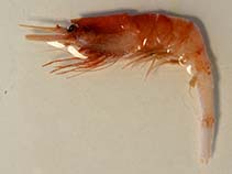 Image of Plesionika echinicola 