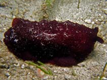 Image of Pleurobranchus forskali (Forskal\
