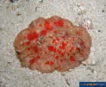 Image of Platydoris formosa (Speckled platydoris)