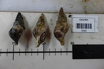 Image of Plicifusus kroyeri (Arctic whelk)