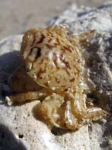 Image of Planes minutus (Gulfweed crab)