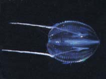 Image of Pleurobrachia pileus (Sea gooseberry)