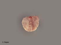 Image of Placuna placenta (Windowpane oyster)