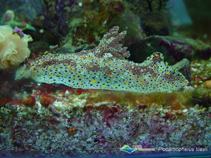 Image of Plocamopherus tilesii (Tile\