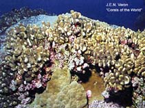 Image of Pocillopora effusa 
