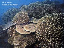 Image of Pocillopora grandis 