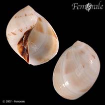 Image of Polinices fibrosa 