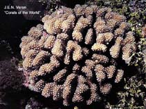 Image of Pocillopora meandrina 
