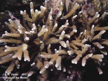 Image of Porites nigrescens 